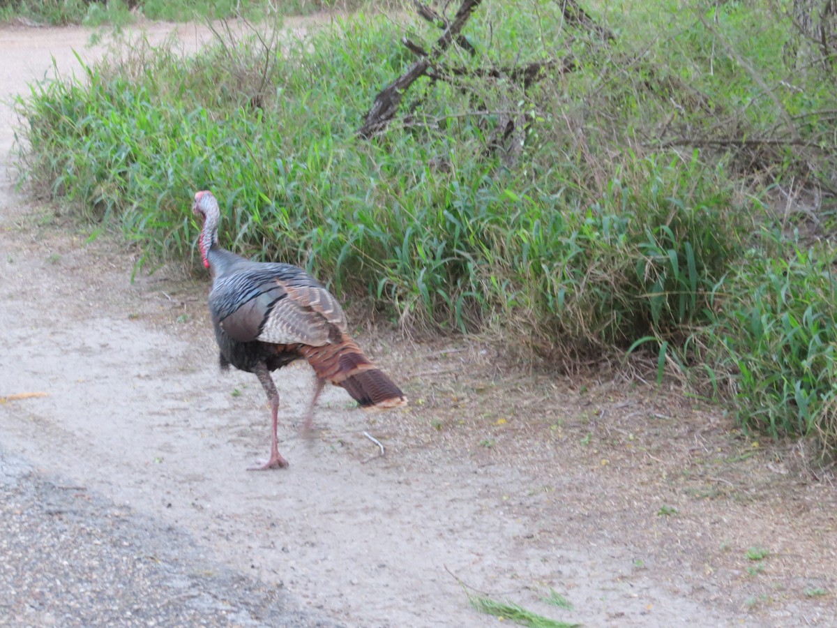 Wild Turkey - ML655008128
