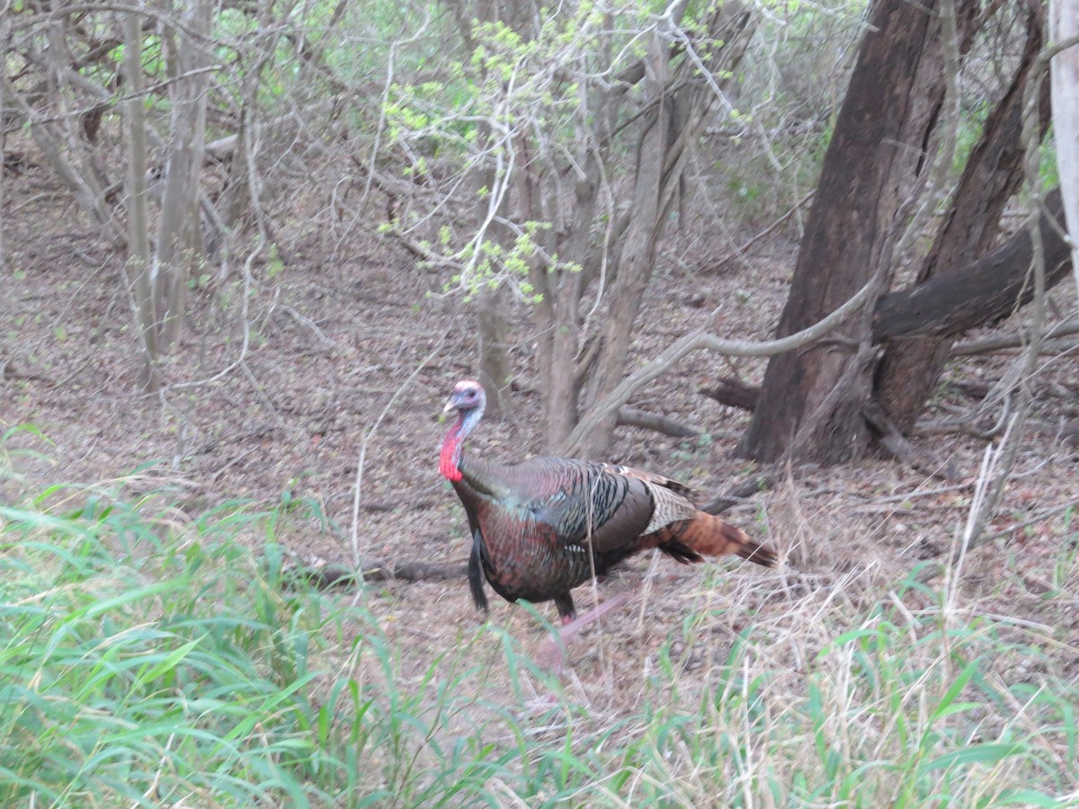 Wild Turkey - ML655008129