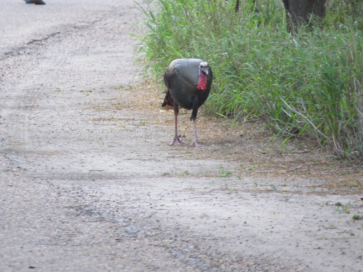 Wild Turkey - ML655008130