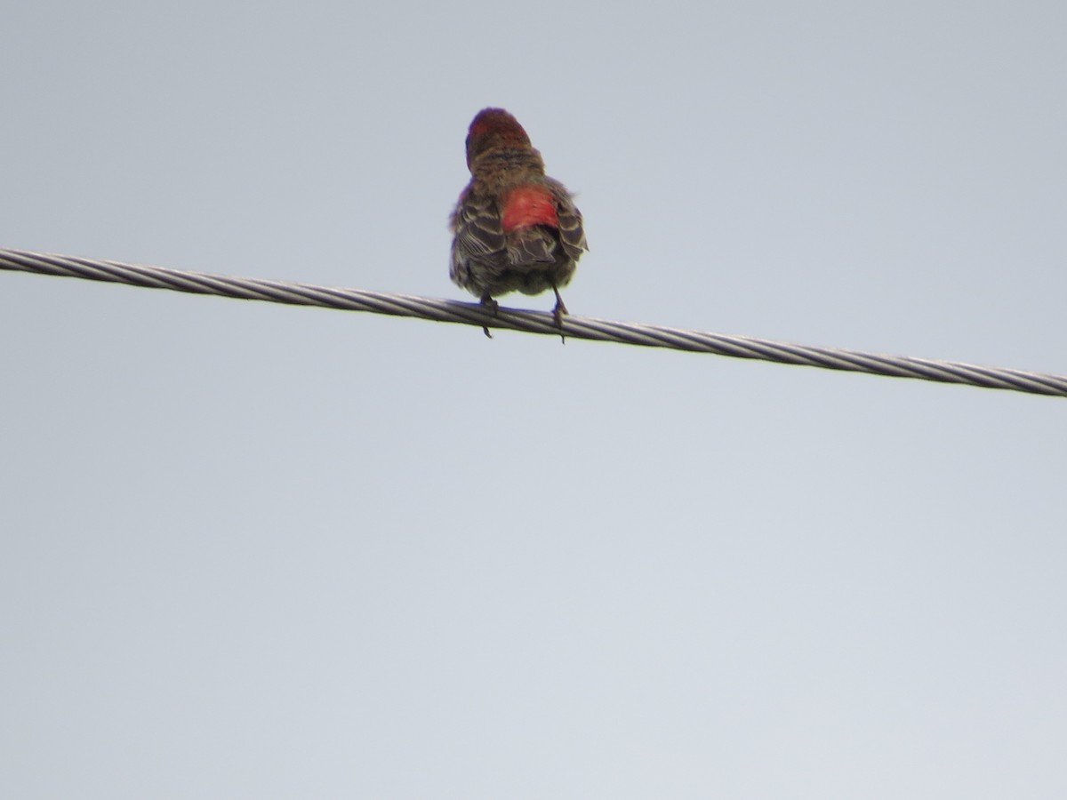 House Finch - ML655008225