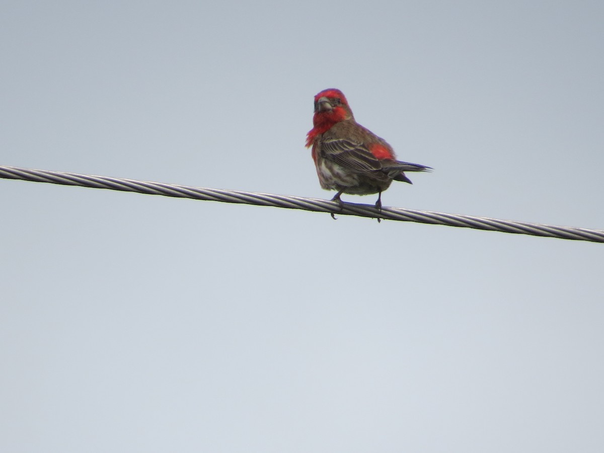 House Finch - ML655008227