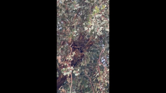 Northern Mockingbird - ML655008735