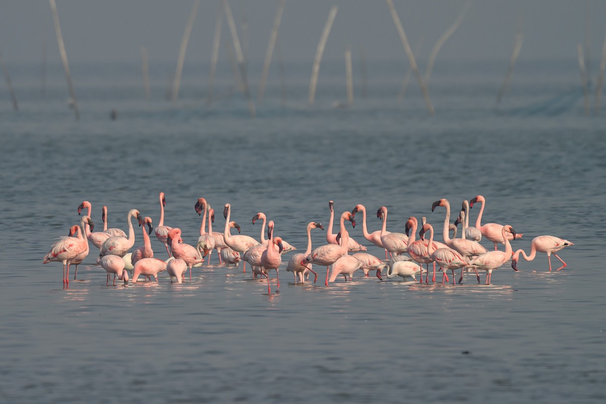 Lesser Flamingo - ML655010600
