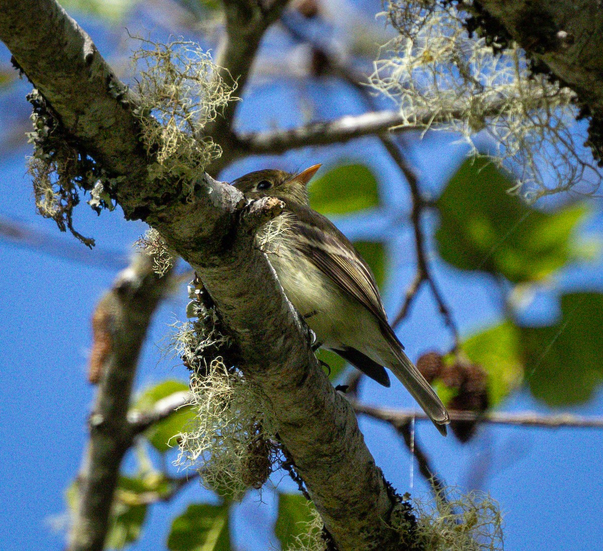 Western Flycatcher - ML655010927