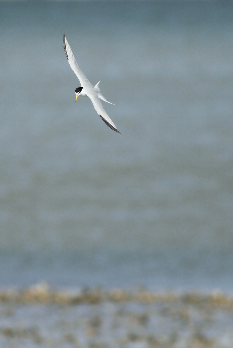 Least Tern - ML65501121