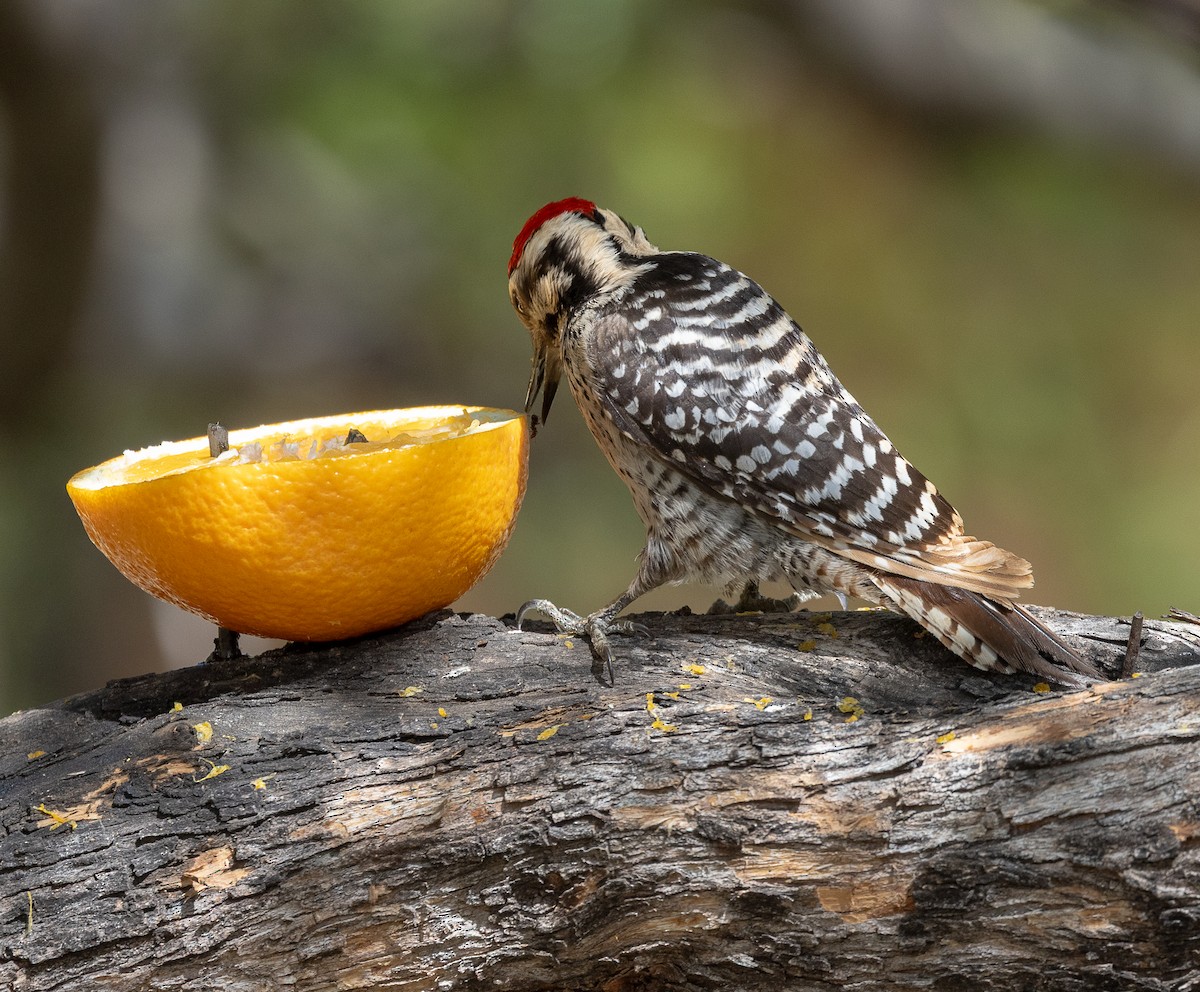 Ladder-backed Woodpecker - ML655011267