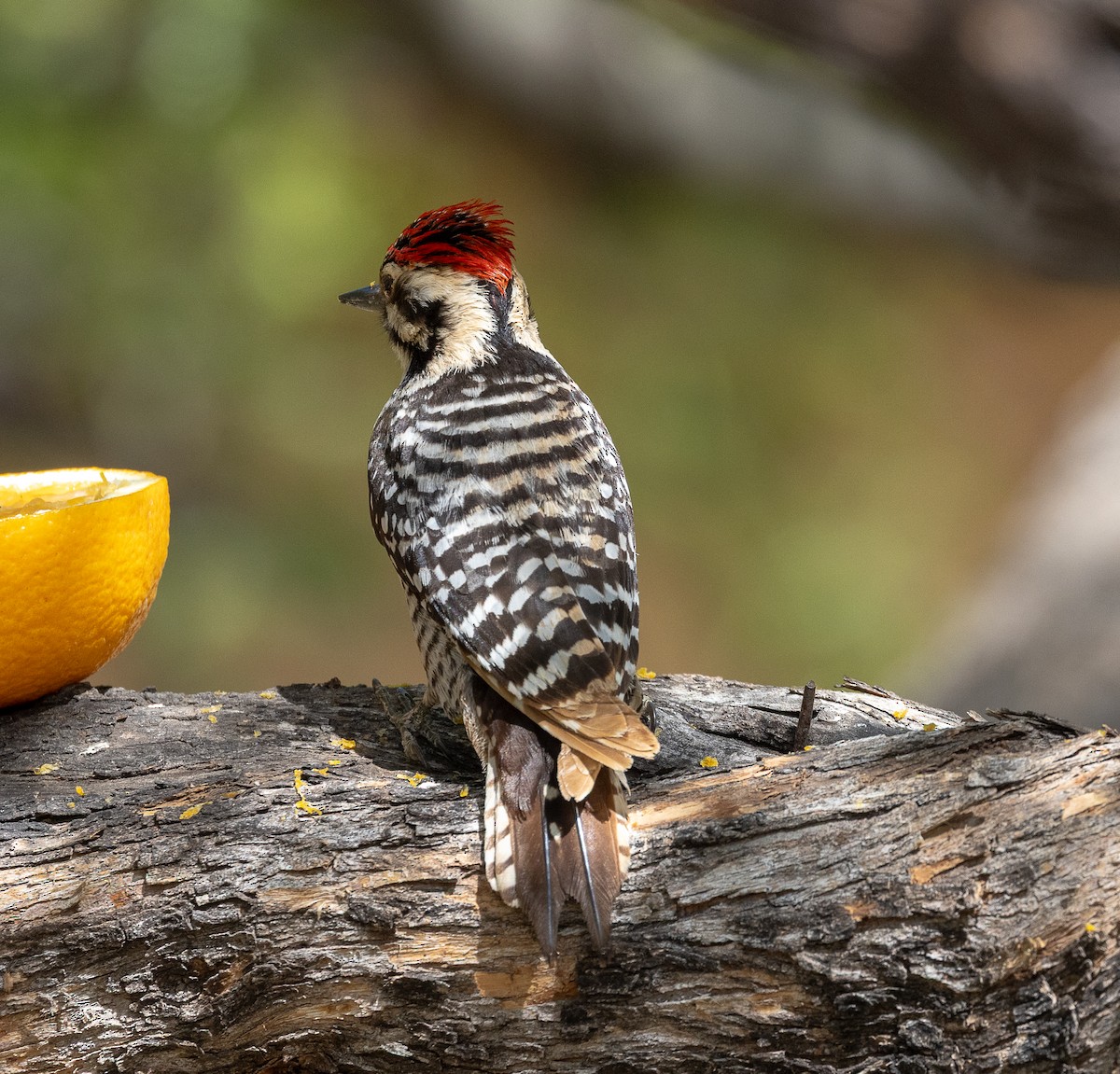 Ladder-backed Woodpecker - ML655011268