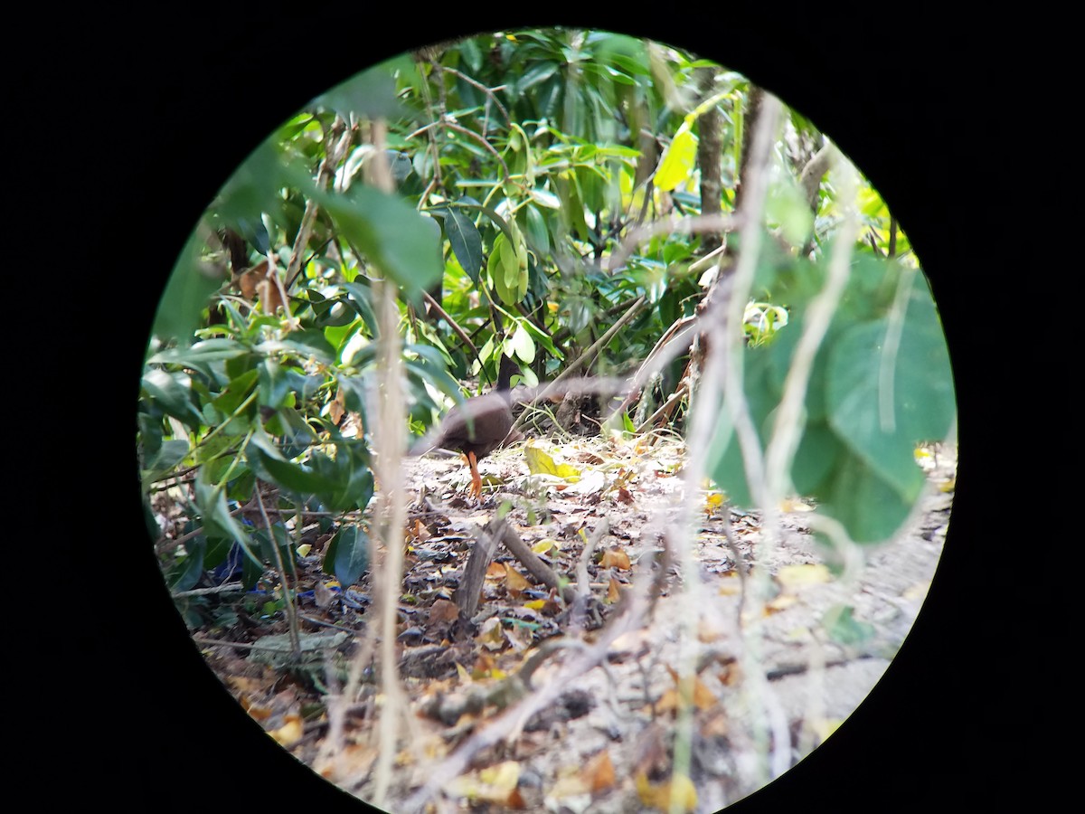 Orange-footed Megapode - ML65501201