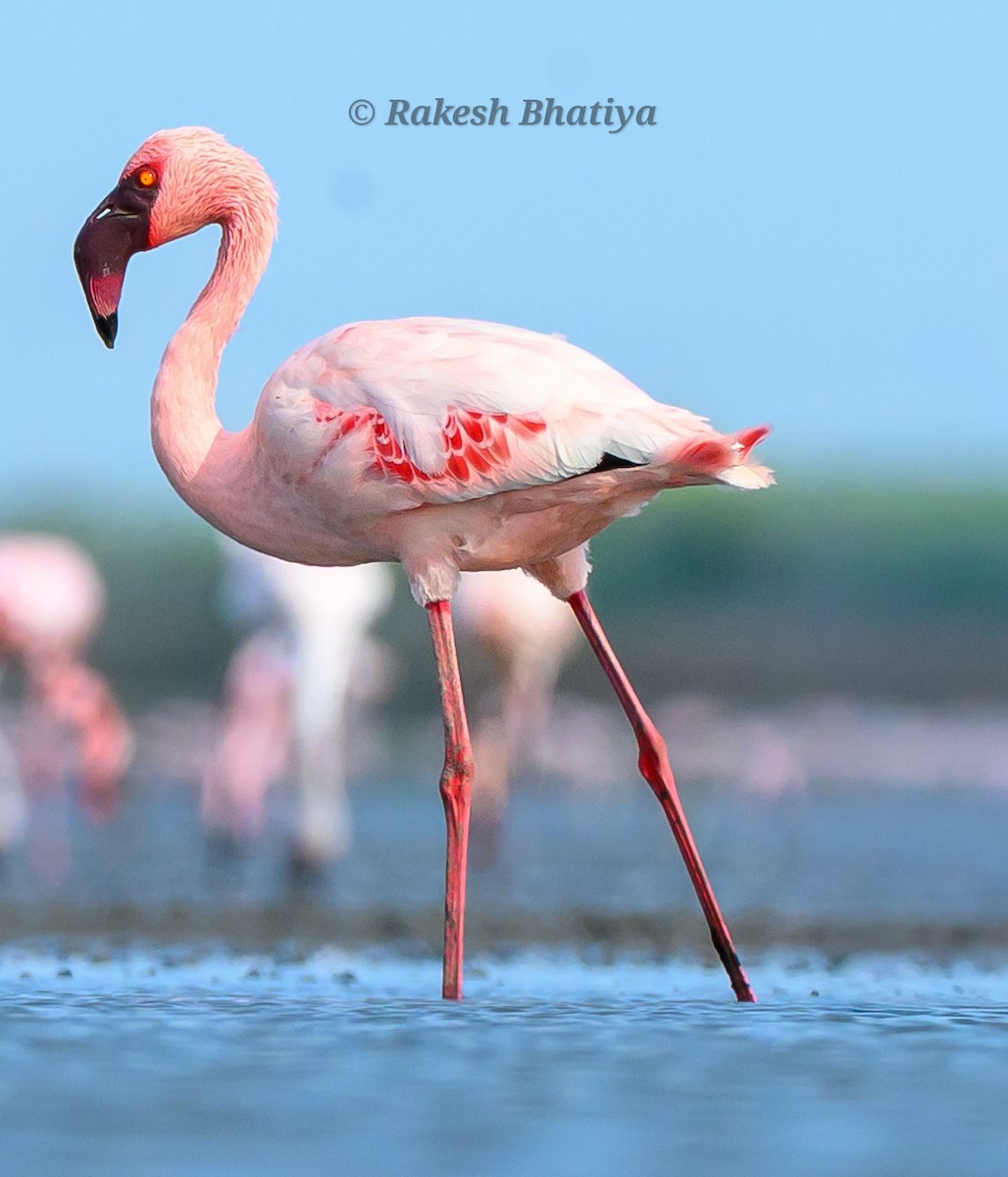 Lesser Flamingo - ML655012298