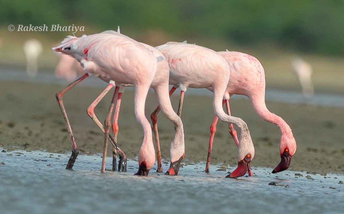 Lesser Flamingo - ML655012300
