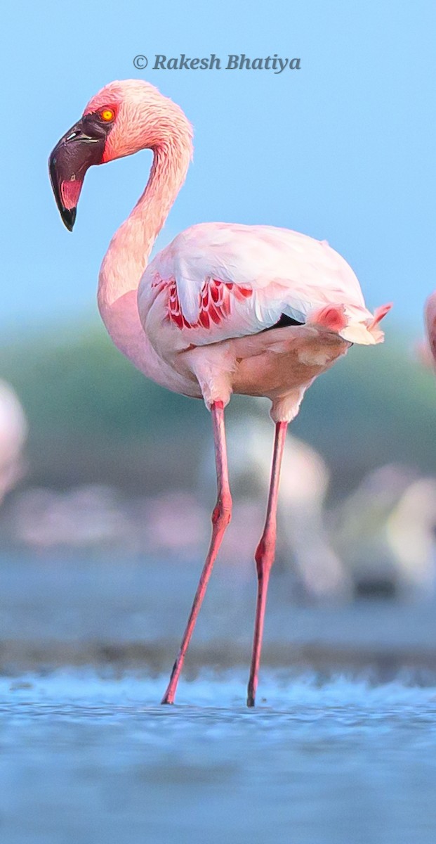 Lesser Flamingo - ML655012301