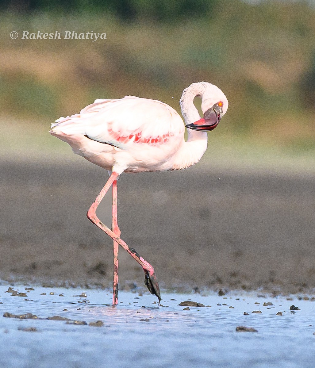 Lesser Flamingo - ML655012302
