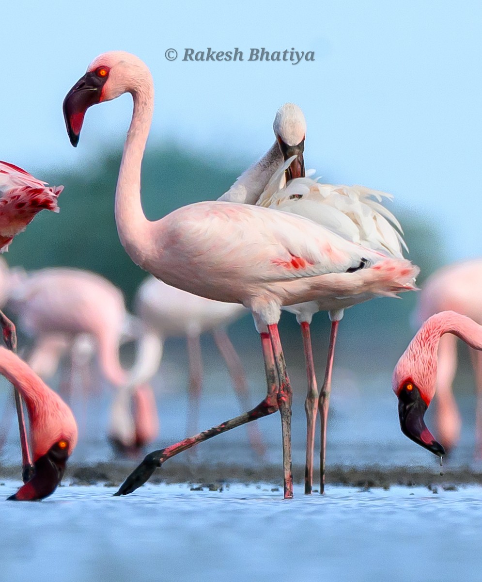Lesser Flamingo - ML655012303