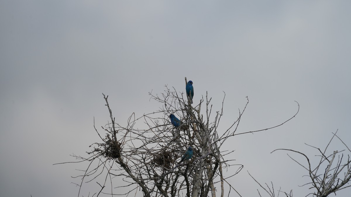 Indigo Bunting - ML655012363