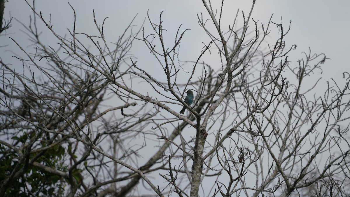 Indigo Bunting - ML655012382