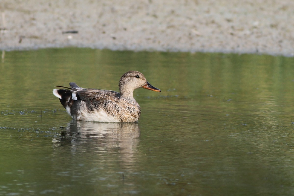 Gadwall - Alex Lamoreaux