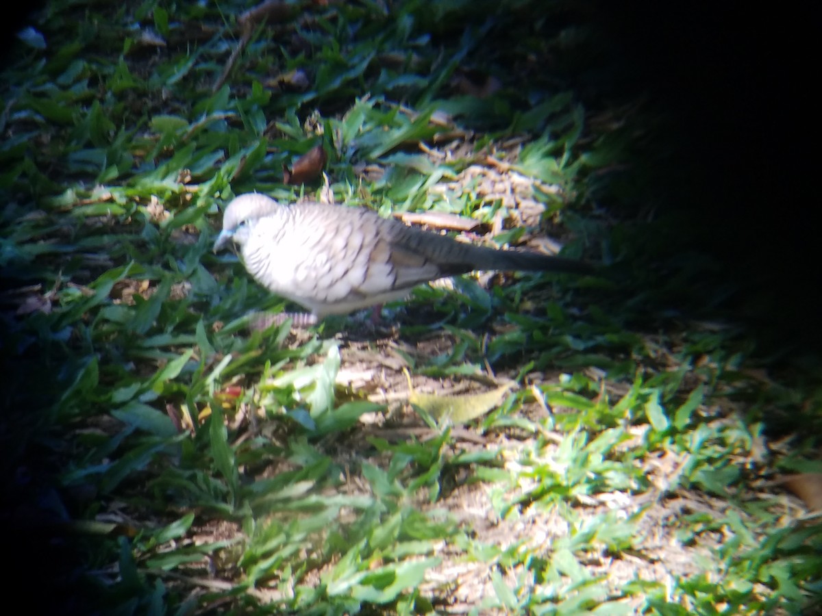 Peaceful Dove - ML65501281