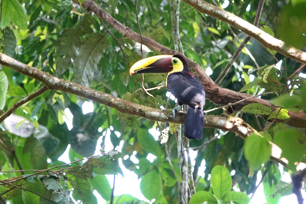 Yellow-throated Toucan - ML655012857