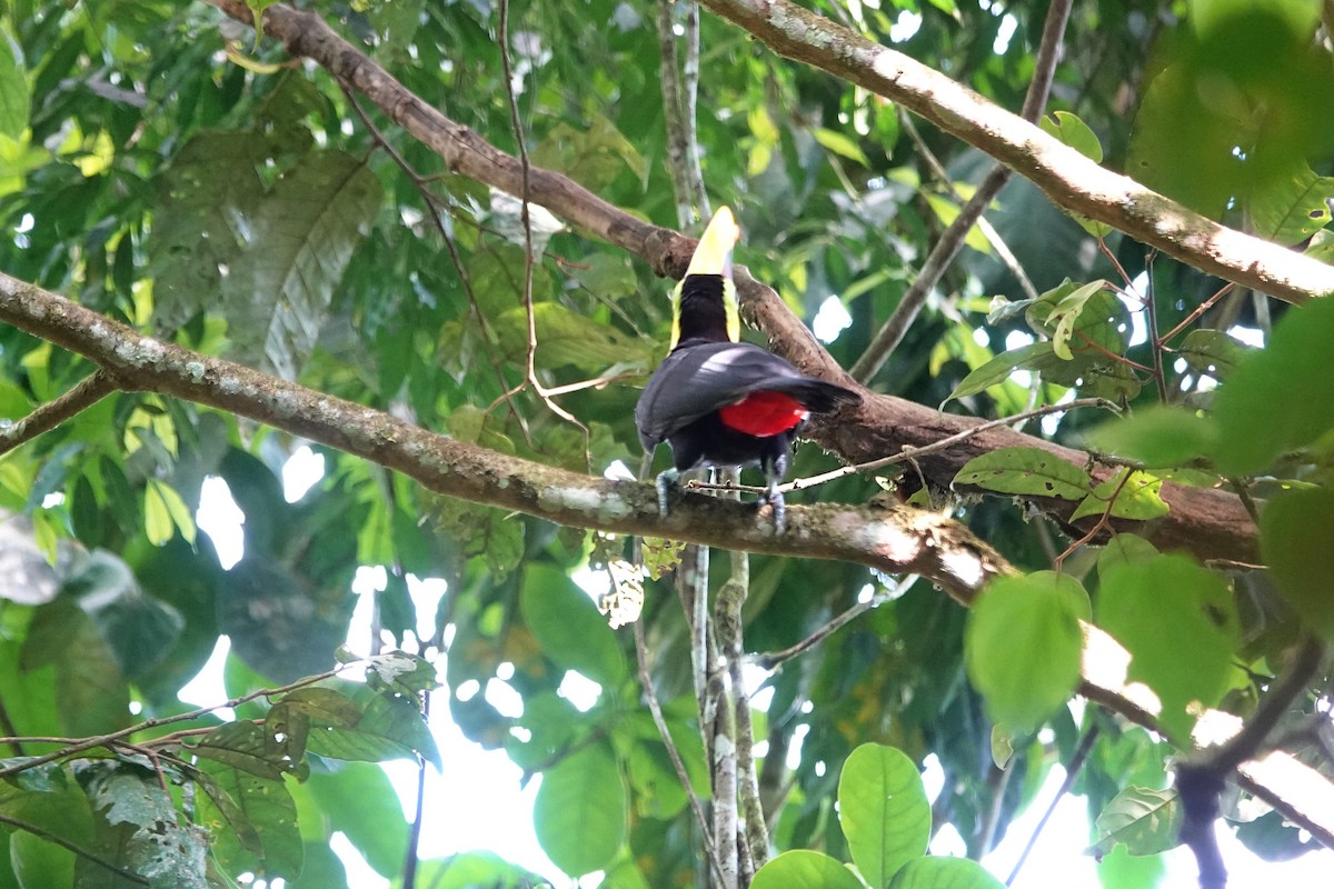 Yellow-throated Toucan - ML655012859