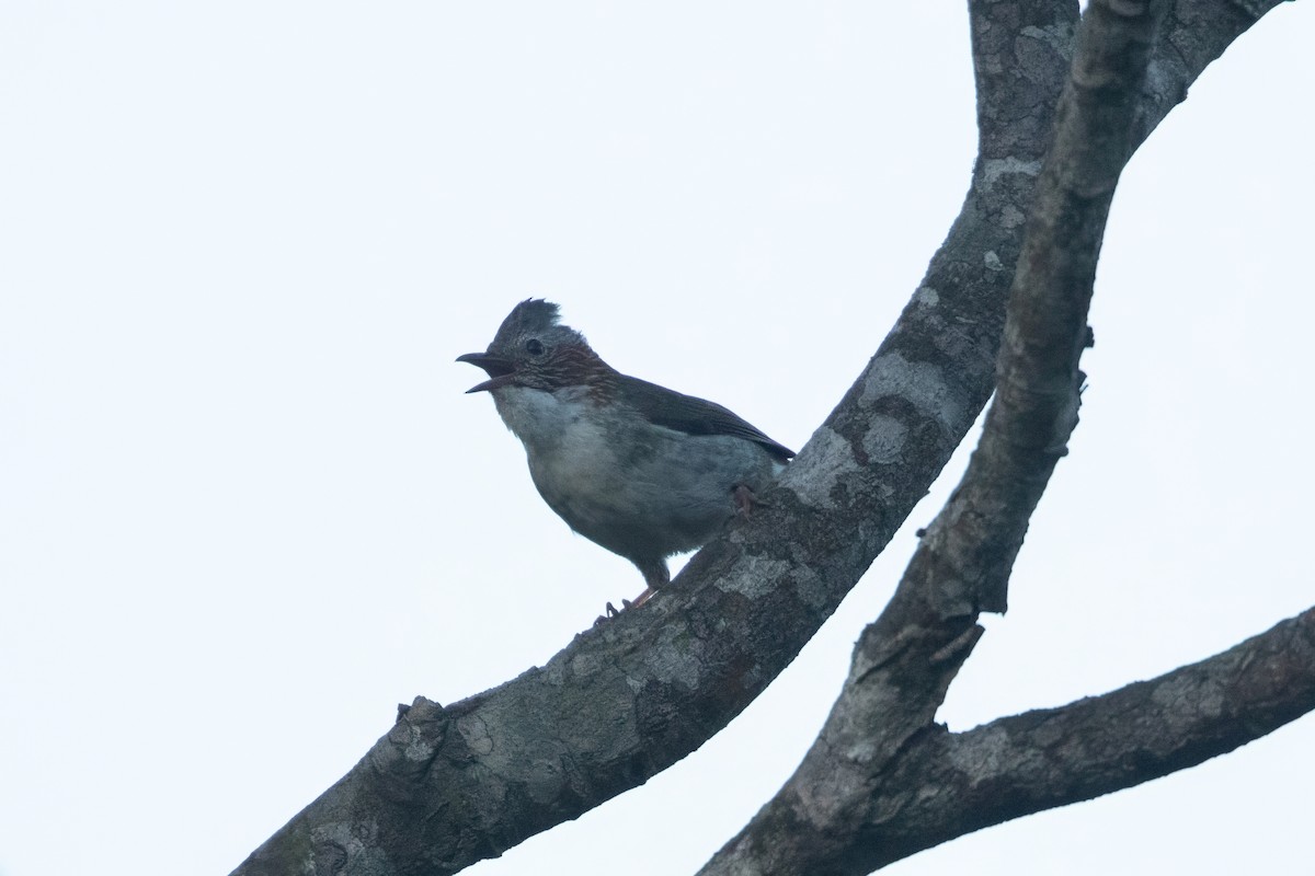 Yuhina à bandeau - ML655012955