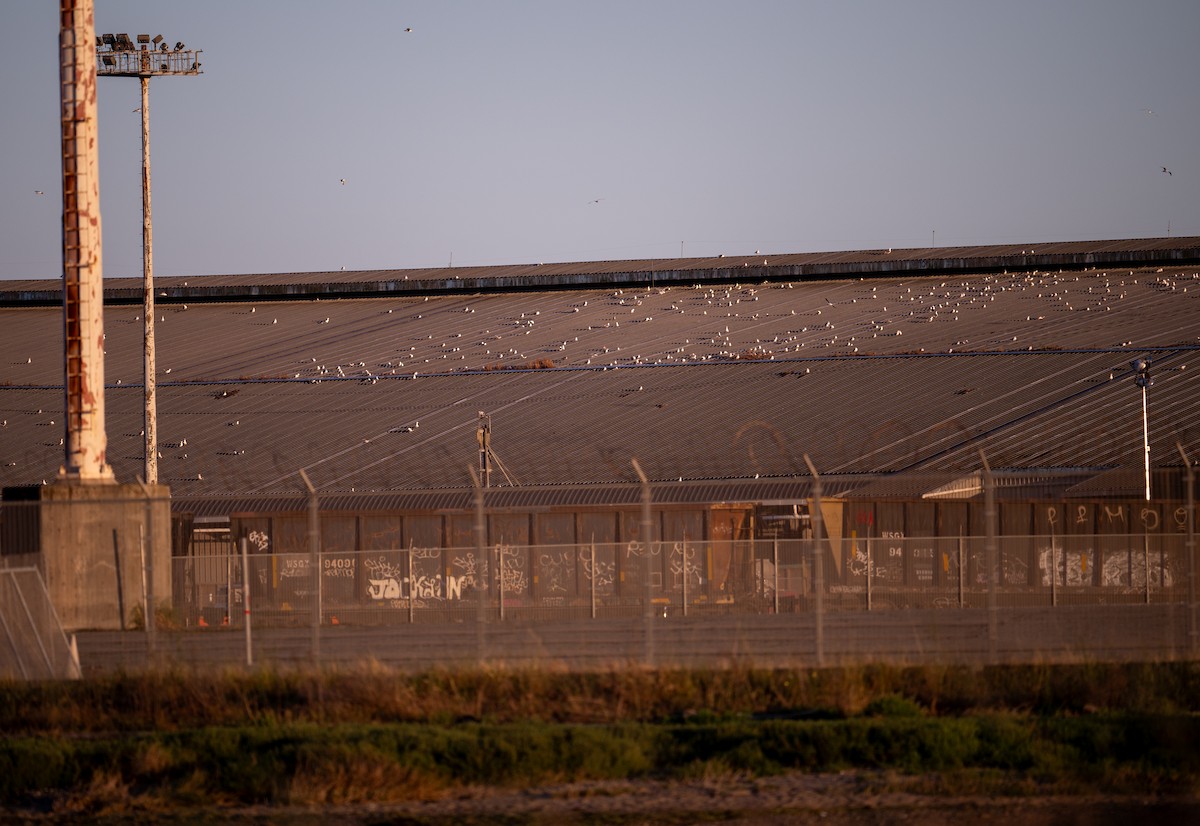 racek sp. - ML655013383