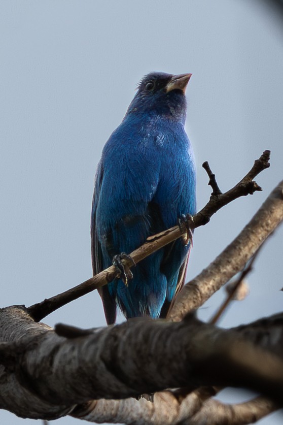 Indigo Bunting - ML655014117