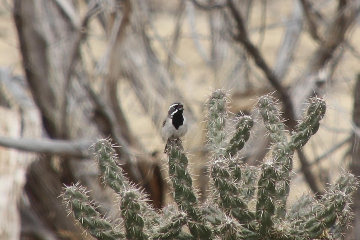 Schwarzkehlammer - ML655014189