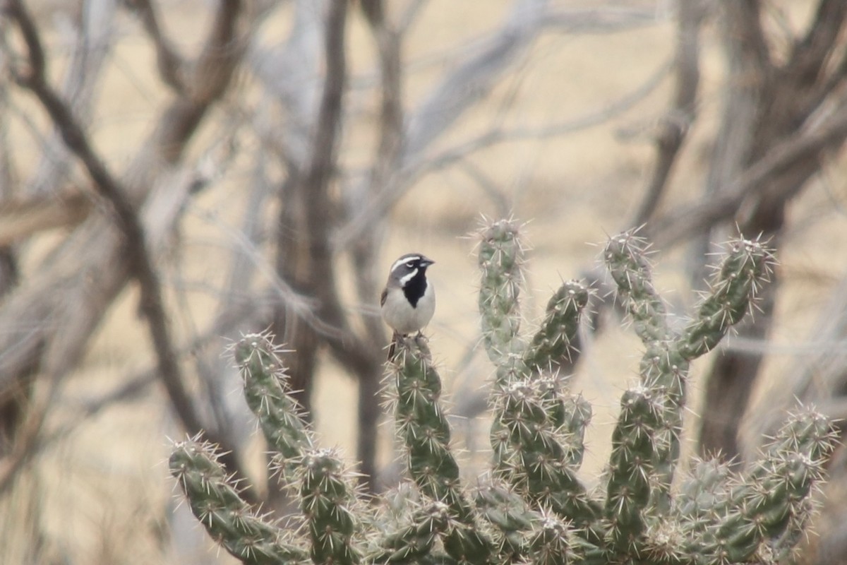 Schwarzkehlammer - ML655014190