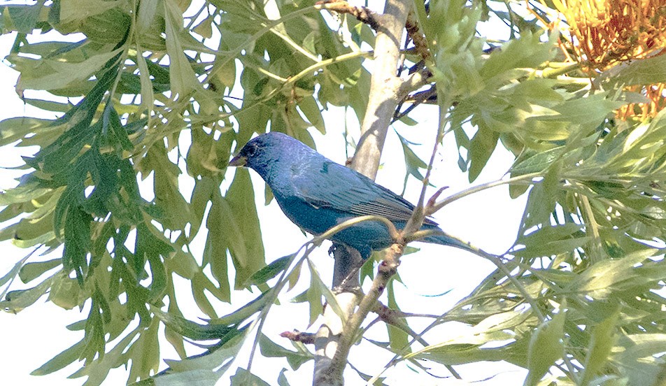 Indigo Bunting - ML655014211