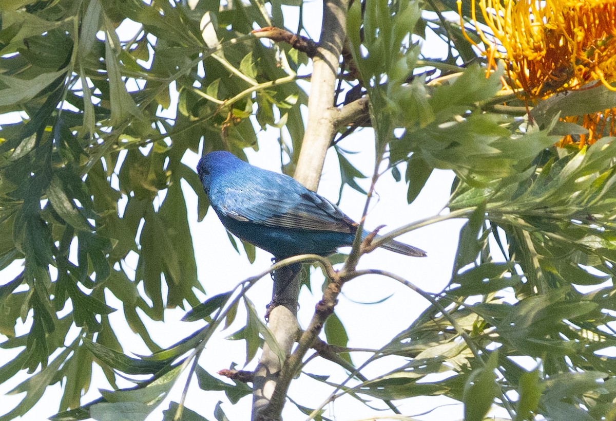 Indigo Bunting - ML655014226