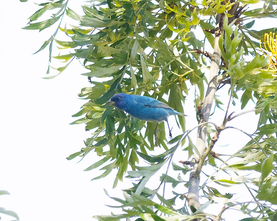 Indigo Bunting - ML655014270