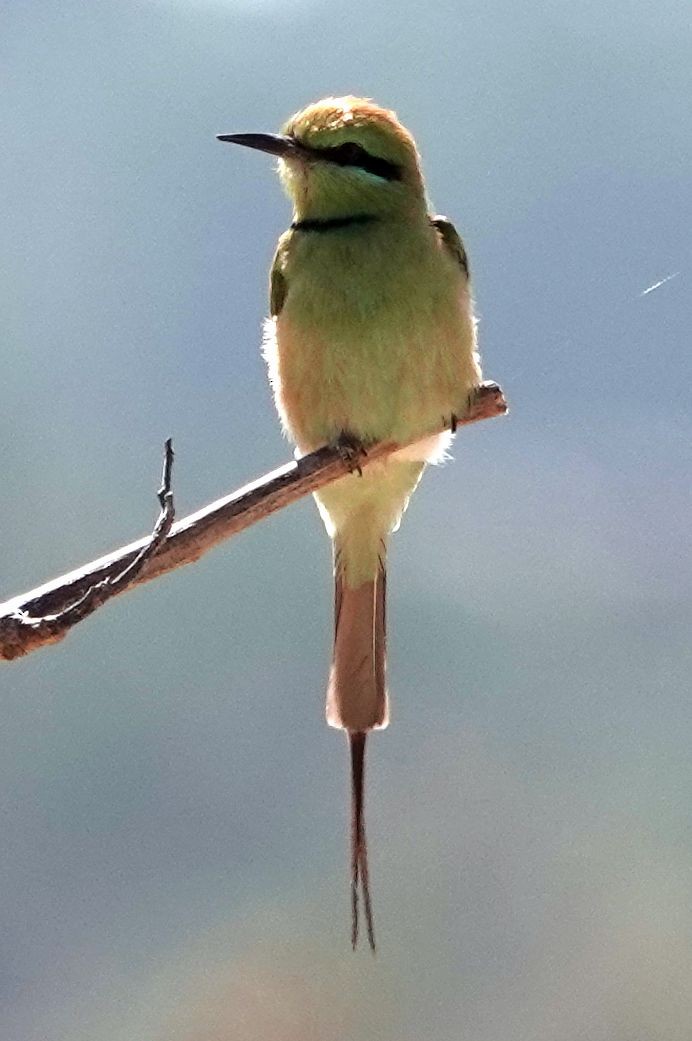 African Green Bee-eater - ML655014320