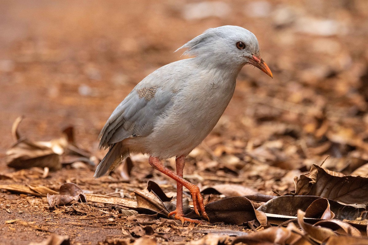kagu chocholatý - ML655015023