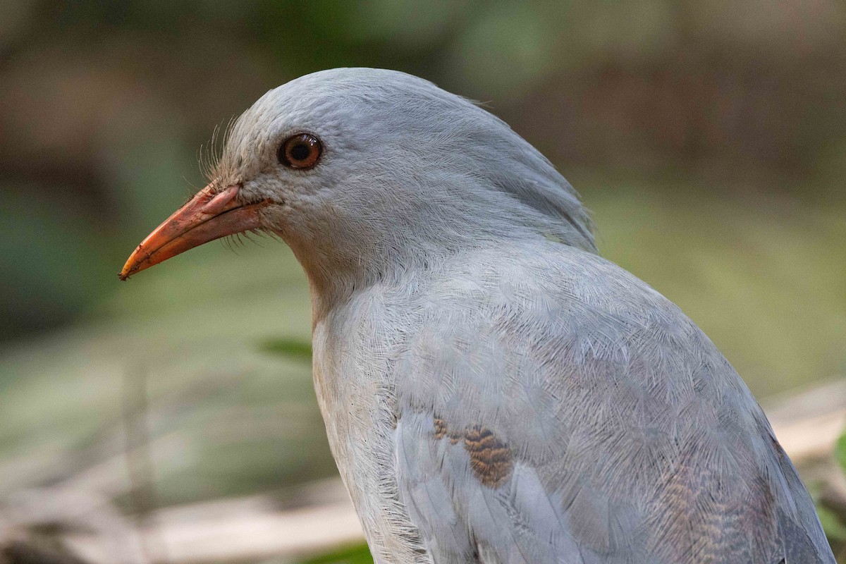 kagu chocholatý - ML655015024