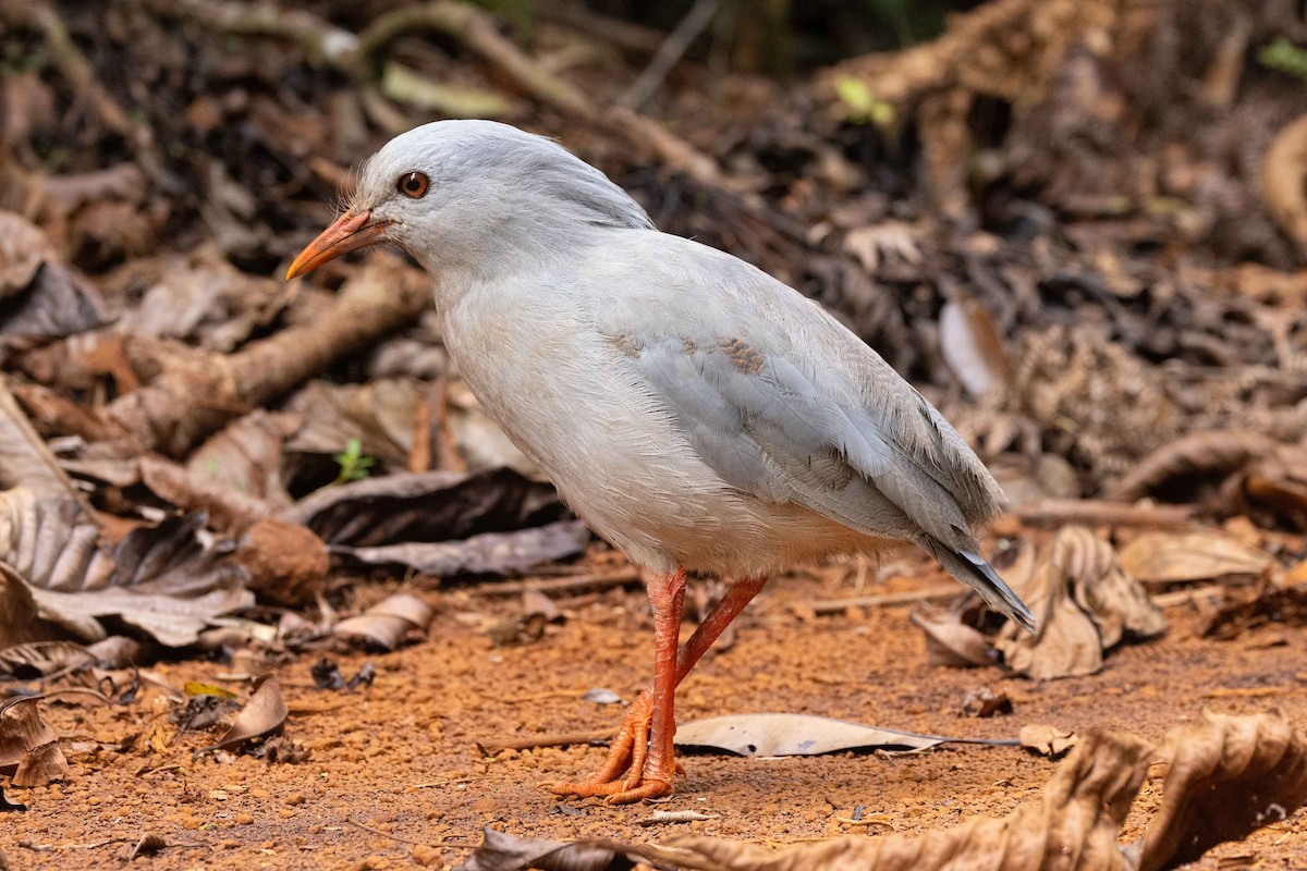 kagu chocholatý - ML655015025