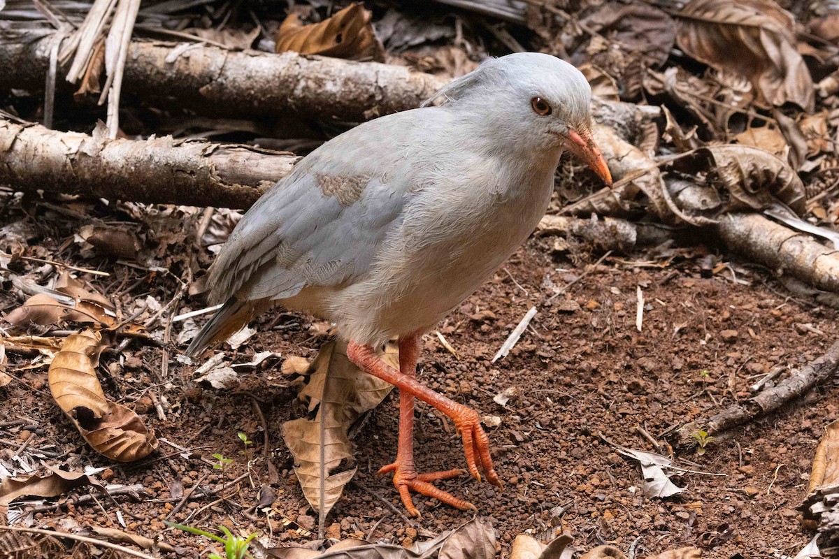 kagu chocholatý - ML655015026