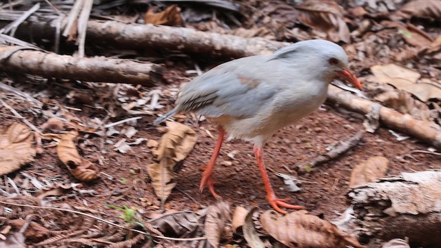 kagu chocholatý - ML655015027