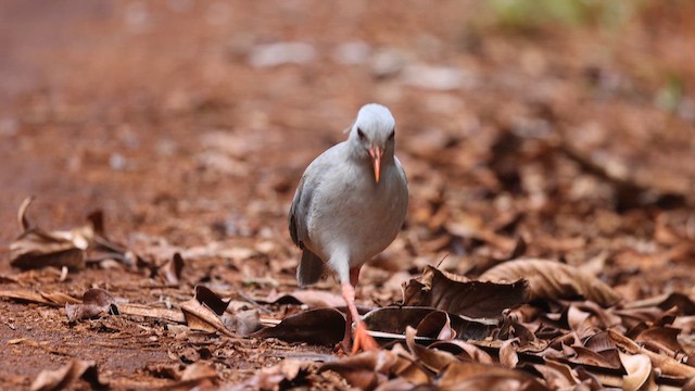 kagu chocholatý - ML655015029