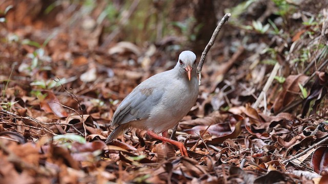 kagu chocholatý - ML655015030