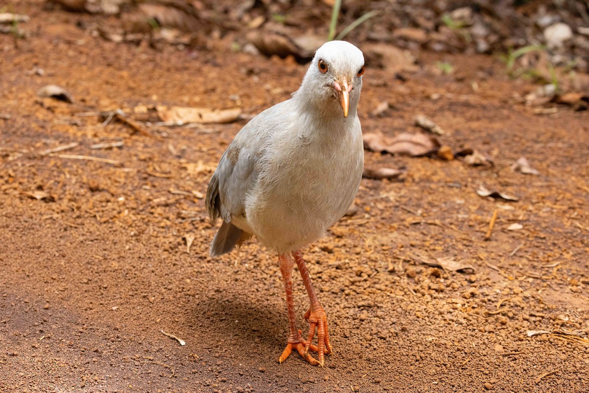 kagu chocholatý - ML655015032