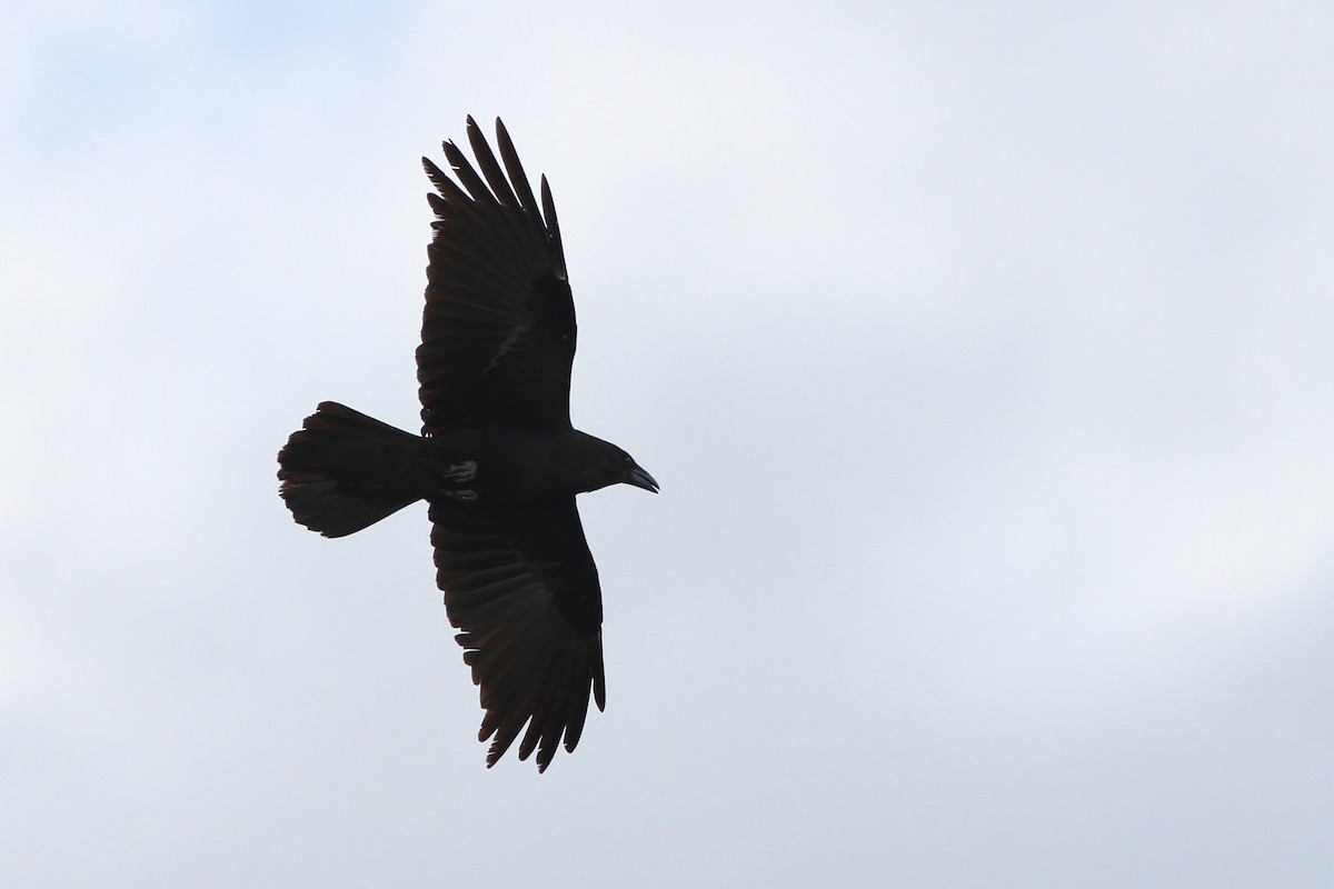 Chihuahuan Raven - ML65501511