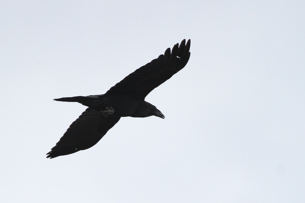 Corbeau à cou blanc - ML65501521