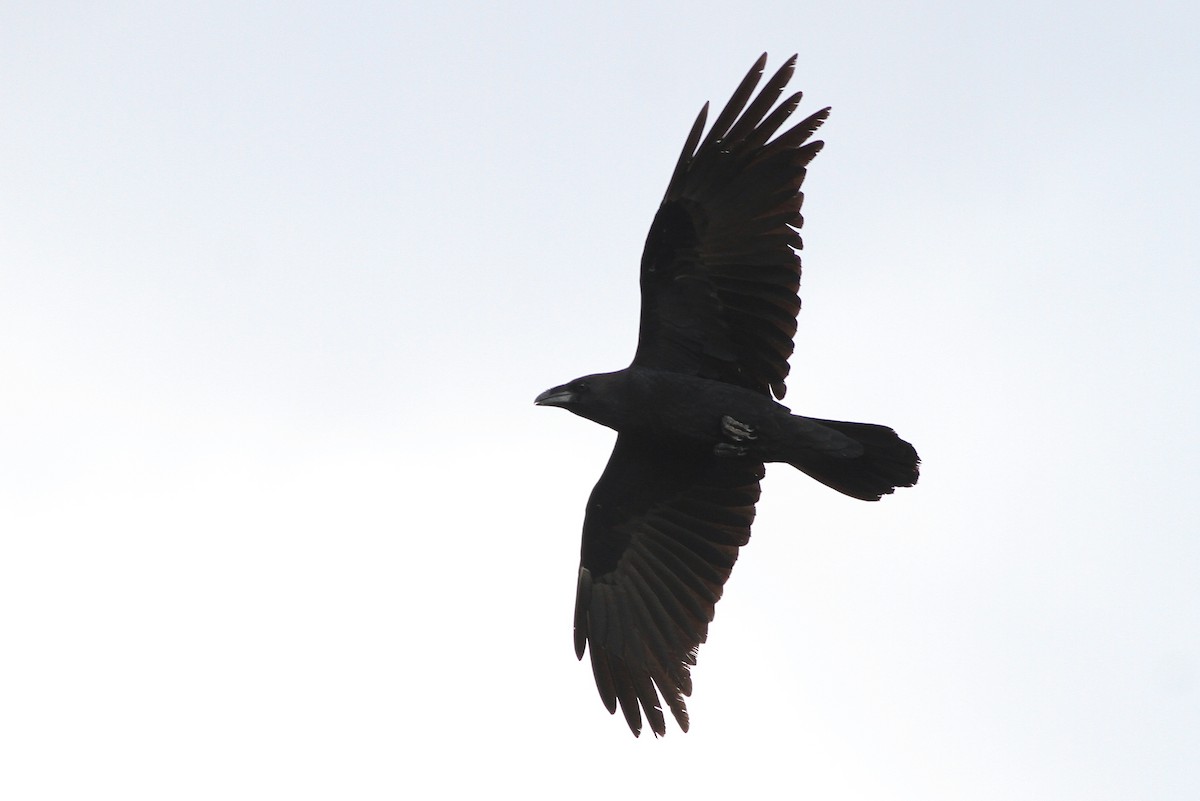 Corbeau à cou blanc - ML65501531