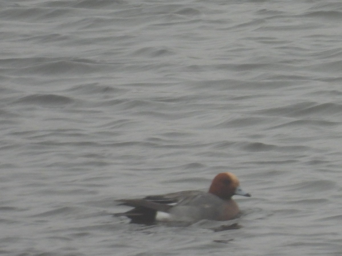 hvízdák eurasijský - ML655015426