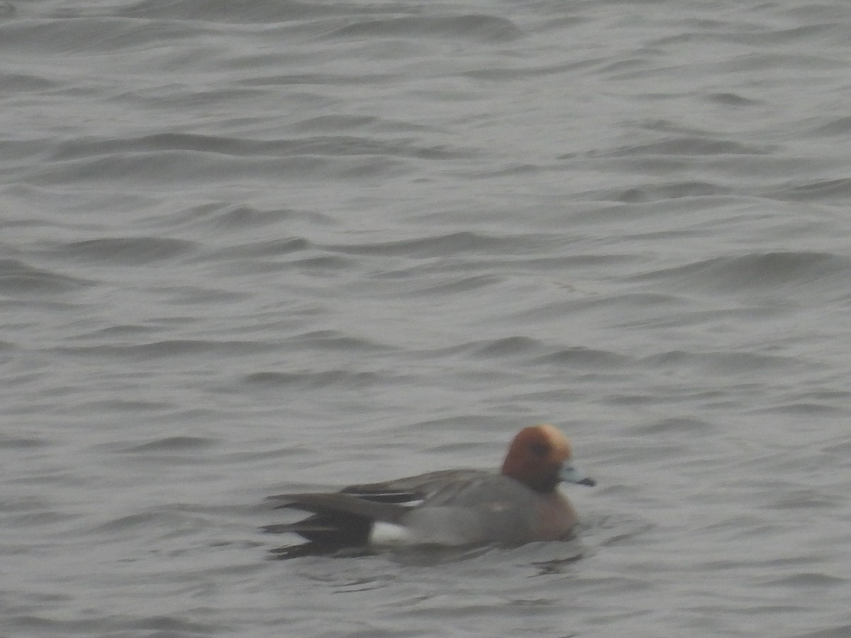 hvízdák eurasijský - ML655015427