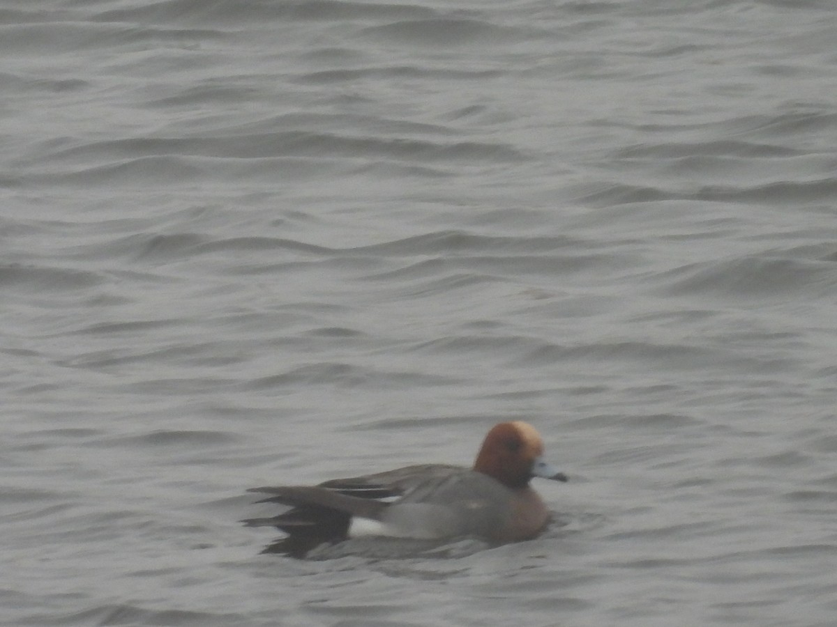 hvízdák eurasijský - ML655015428