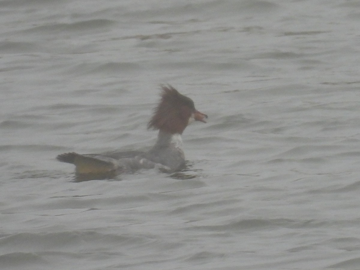 morčák velký - ML655015464