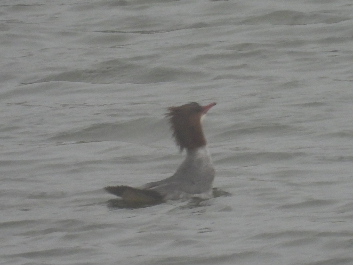 morčák velký - ML655015465