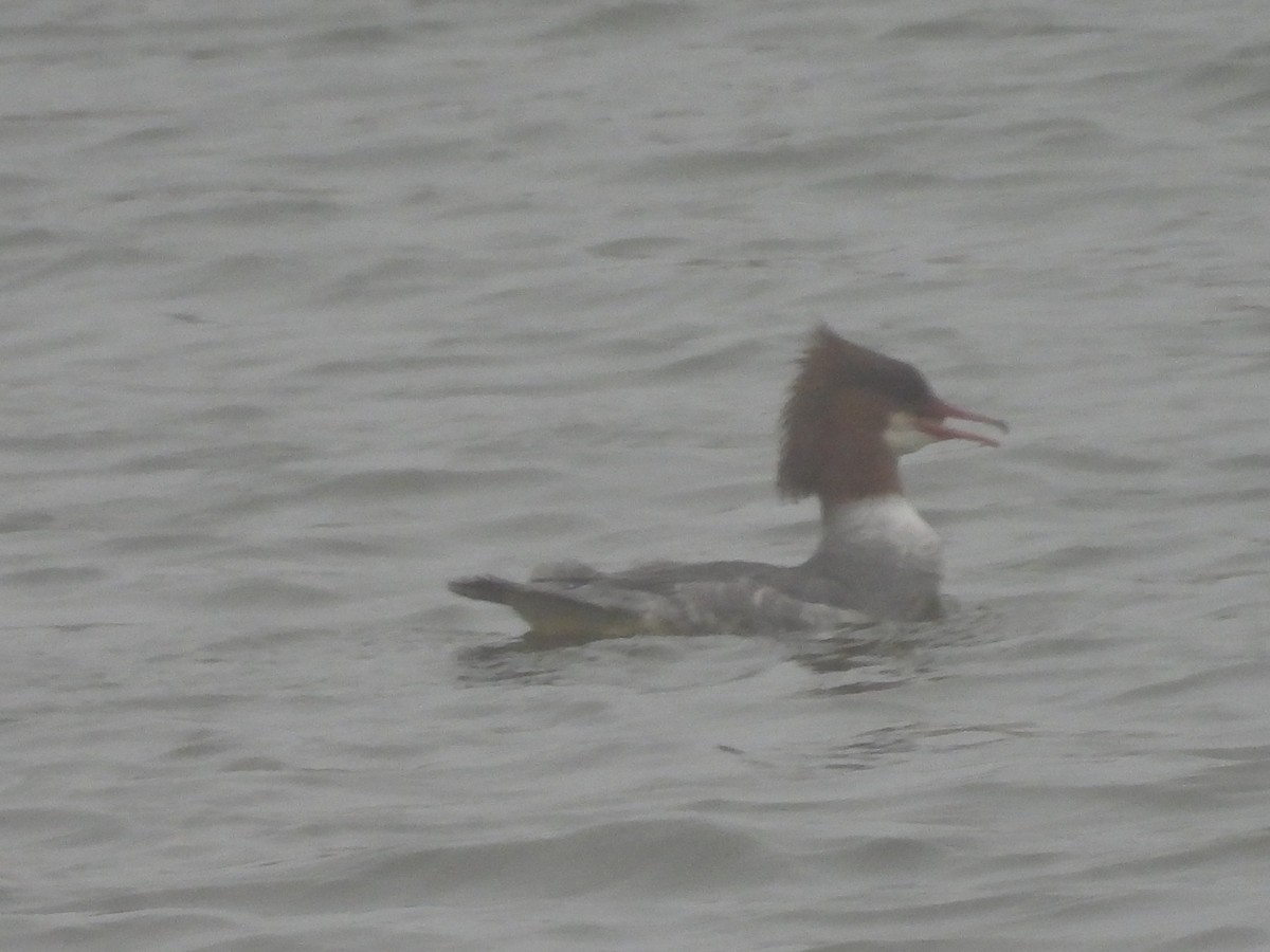 morčák velký - ML655015466