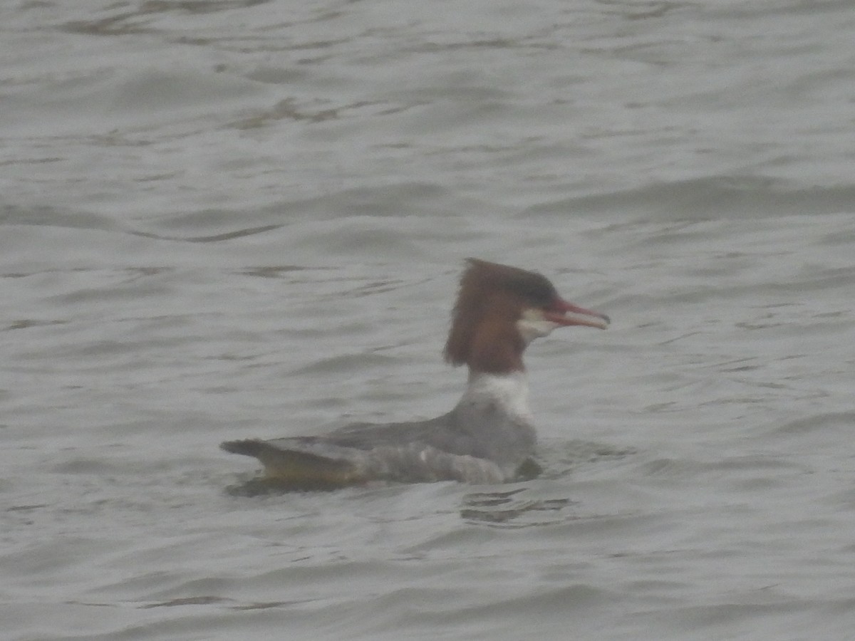 morčák velký - ML655015467